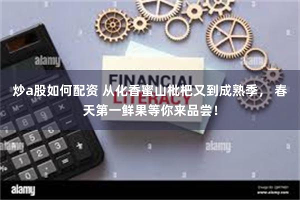 炒a股如何配资 从化香蜜山枇杷又到成熟季， 春天第一鲜果等你来品尝！