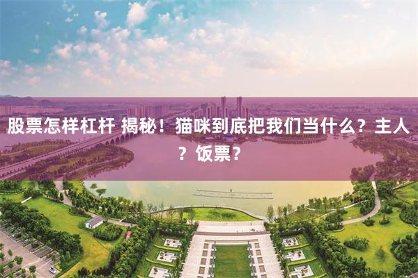 股票怎样杠杆 揭秘！猫咪到底把我们当什么？主人？饭票？