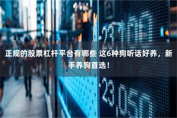 正规的股票杠杆平台有哪些 这6种狗听话好养,新手养狗首选!